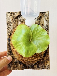 B2 象耳鹿角蕨 DIY擺設植物懶人盆栽雨林造景 鹿角蕨