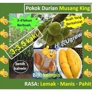 Anak Pokok Durian Musang King 3-3½ Kaki Raja Kunyit (D197) benih kahwin**.猫山王 榴莲苗
