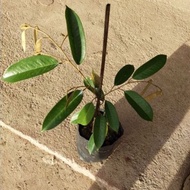 ANAK POKOK DURIAN TUPAI KING (D214) 👌Squirrel King Fruit Tree👌