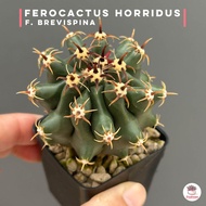 Ferocactus horridus f. brevispina แคคตัส กระบองเพชร cactus&amp;succulent