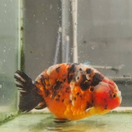 Ranchu Sapi bluebase Jumbo 15cm