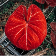 caladium bigbos