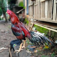 TELUR AYAM BANGKOK TANGGUH EKOR LIDI UNTUK DITETASKAN