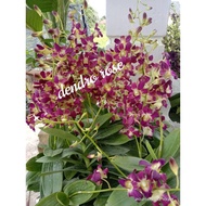 Orkid Dendrobium Berbunga / Orkid Hidup