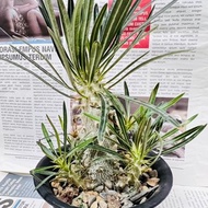 象牙宮 實生苗 多頭 塊根多肉植物