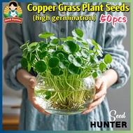 50pcs/pack Copper Grass Plant Seeds for Planting & Gardening - Copper Money Grass Live Plant Bonsai 