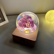 紫緋斑點蘭|米奇蝴蝶蘭水晶球夜燈