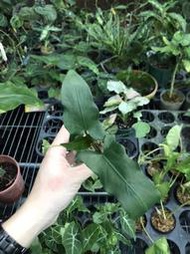 【芃程蘭舍】戟葉觀音蓮 Alocasia lauterbachiana 1.7吋 分生苗