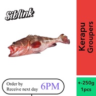 [FRESH FROZEN] Kerapu Groupers 250g Wholesale Grocer Pasar Borong Ikan Murah Delivery