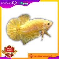 ปลากัดสีทอง เพศผู้ 1 ตัว Golden Betta