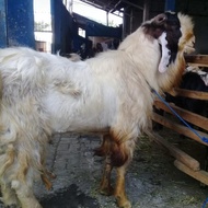 Kambing Qurban, Hewan Qurban, Kandang Cibubur Depok dan Bekasi