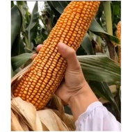 paket 4 kg kemasan premium biji benih jagung jepang raksasa impor f1