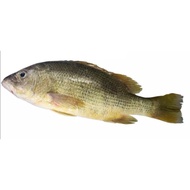 Ikan Jenahak (900gm - 1kg)