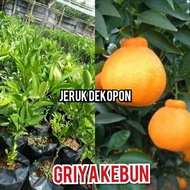 BIBIT BUAH JERUK DEKOPON MURAH