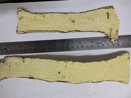 正 North Roots (27 cm) Astralagus Roots (8 ')