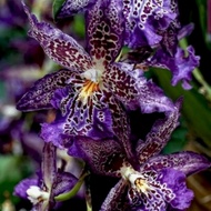 anggrek dendrobium blue bird dewasa