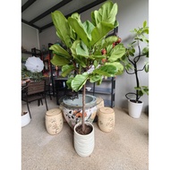 Fiddle Leaf Fig