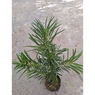 GGN -- Pokok Podocarpus Marcophyllus -- Boleh Buat Bonsai -- Tahan Panas