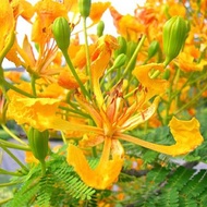 20 เมล็ด ดอกนกยูงฝรั่ง ดอกนกยูง (Pride of Barbados) ดอกสีเหลือง