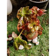 Begonia Rex Murah cantik
