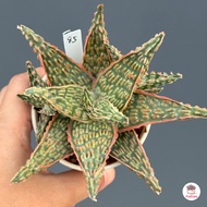 Sale!! Aloe Hybrid seedlings อโลไฮบริด ไม้เมล็ด #กระถาง 3 นิ้ว ไม้อวบน้ำ กุหลาบหิน cactus&amp;succulentหลากหลายสายพันธุ์