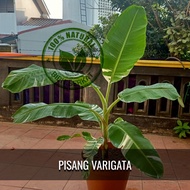 BIBIT PISANG VARIGATA