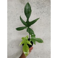 Philodendron Florida Beauty Reverted ( Indoor plants)