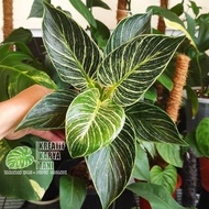 Tanaman hias philodendron birkin - Philo birkin ( Bisa COD )