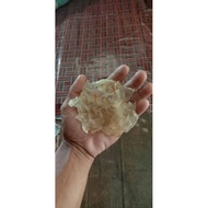 deep sea Fish Maw Cny