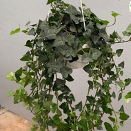 live plant English Ivy Green