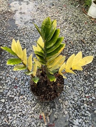 Cây 🌲 Kim Tiền Var