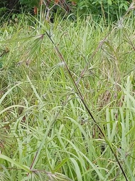 bibit rumput Merakan bulu perindu rumput bujang.