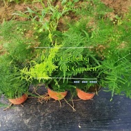 Asparagus fern (It's a seed, not a plant!)