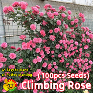 ปลูกง่าย ปลูกได้ทั่วไทย (100เมล็ด/ซอง) เมล็ดพันธุ์ กุหลาบเลื้อย Colorful Climbing Rose Seeds for Pla