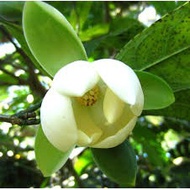 POKOK BUNGA CEMPAKA TELUR (Magnolia coco - Dwarf Magnolia - Flowers of India)