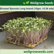 Brussel Sprouts Long Island Green 球芽甘蓝 (10gm, ≈2.5k sds) Microgreen Seeds