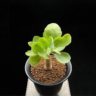 SG2769-大🈹️引の美尻厚敦菊/本地種定🔥多肉植物小盆栽禮物🔥