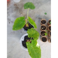 Colocasia Milky Way..Colocasia Rare Plants