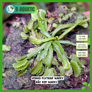 Venus flytrap Wacky - Wacky clip trap for collectors