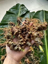 Sâm lai châu 5-7 lá chuẩn sâm Việt