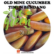 GO GREEN OLD MINE CUCUMBER SEEDS BENIH TIMUN TUA TIMUN BENDANG CHINESE CUCUMBER