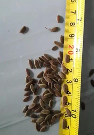 250 G Benih Biji Sengon Solomon Jaguar Dm&amp