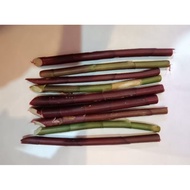 Keratan Batang/Daun Cutting Insulin Plant Pokok Insulin Pokok Kolesterol Pokok Kanser Rawatan Kencin