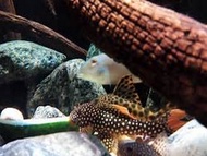 [Livestock] L14 Sunshine Pleco 6-7cm | Simply Aquatics | Aquatic Fish | Aquarium |Small Medium Pet Fishes | Live Fish Pets