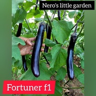 Nero's Fortuner f1 Eggplant (20 seeds)