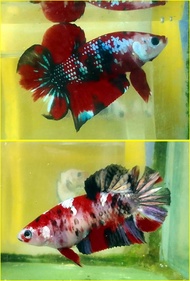 IKAN CUPANG KOI GALAXY 1 PAIR (Kode PB)