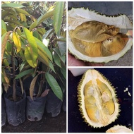 ✴Anak pokok durian tupai king penang♕