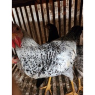 Silver leghorn 4 months