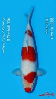 Ikan Koi Import ID24 - Kohaku 37BU - Momotaro Koi Farm