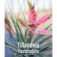 Airplant - Tillandsia Fasciculata